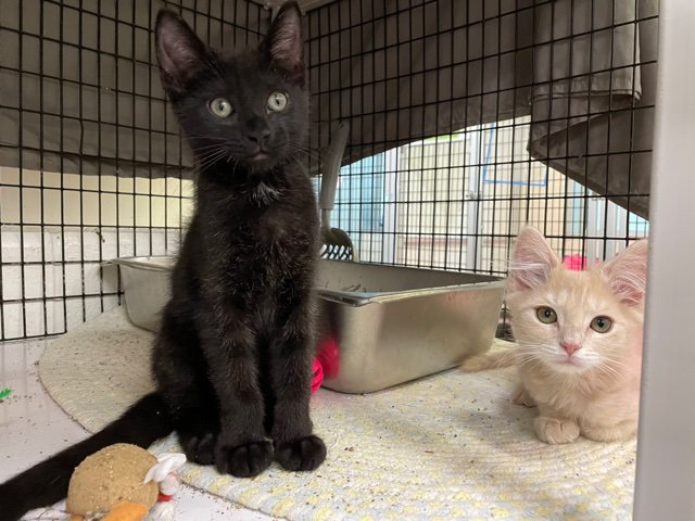 Adoptable Duo: Gogo and Latte - Alexandria Living Magazine